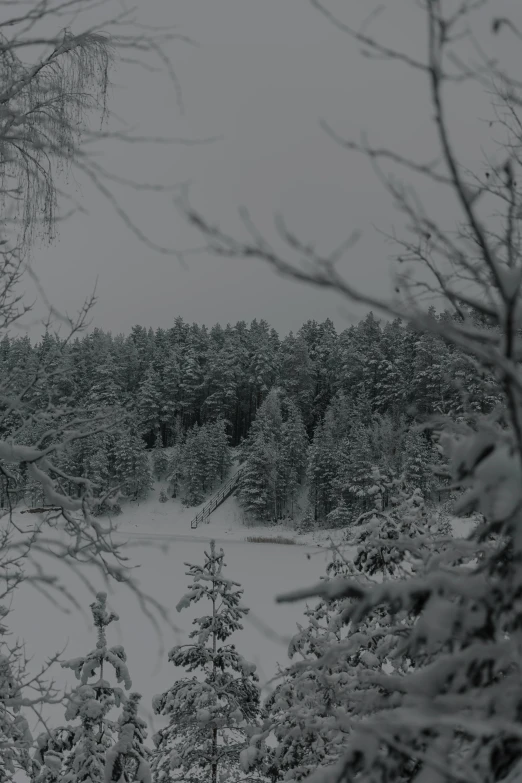 the trees in the background are covered with snow