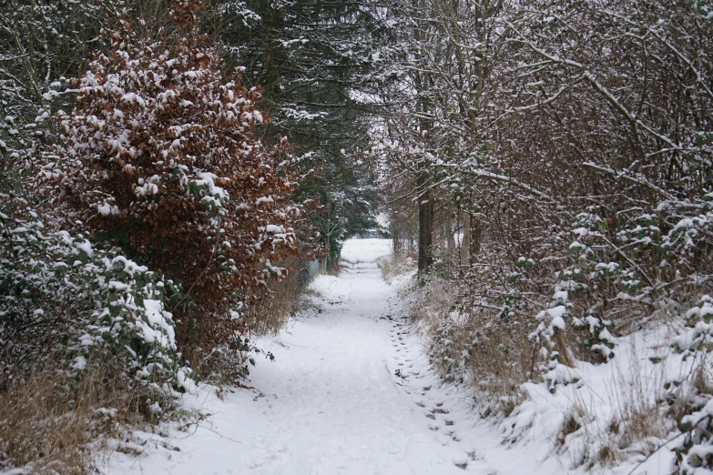 a snow covered pathway that winds through the woods