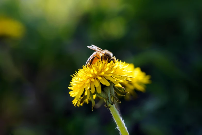 the honeybee is resting on the yellow flower