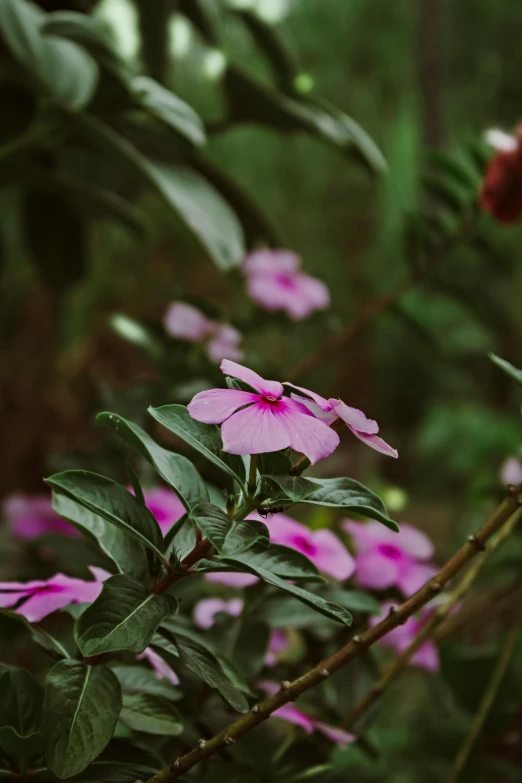 pink flowers in a garden with a blurred background