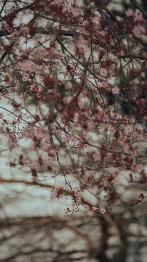 some pink flowers and leaves on some nches