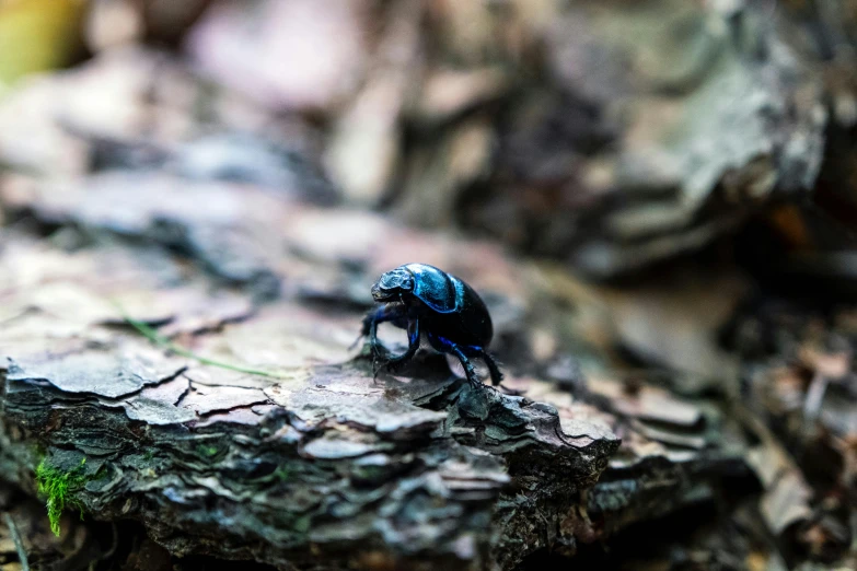 a blue bug on top of a tree stump