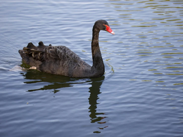 a gray swan sitting in the water with its head turned