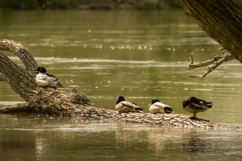 many birds are perched on the nch of a large tree