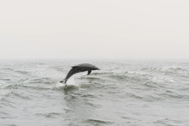 a dolphin jumps out of the ocean on his hind legs