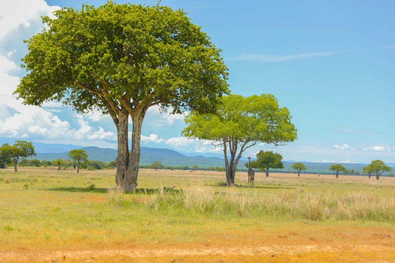 a field with tall grass, trees and mountains in the distance