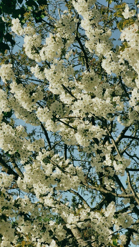 a closeup of the nches and flowers on a white flowering tree