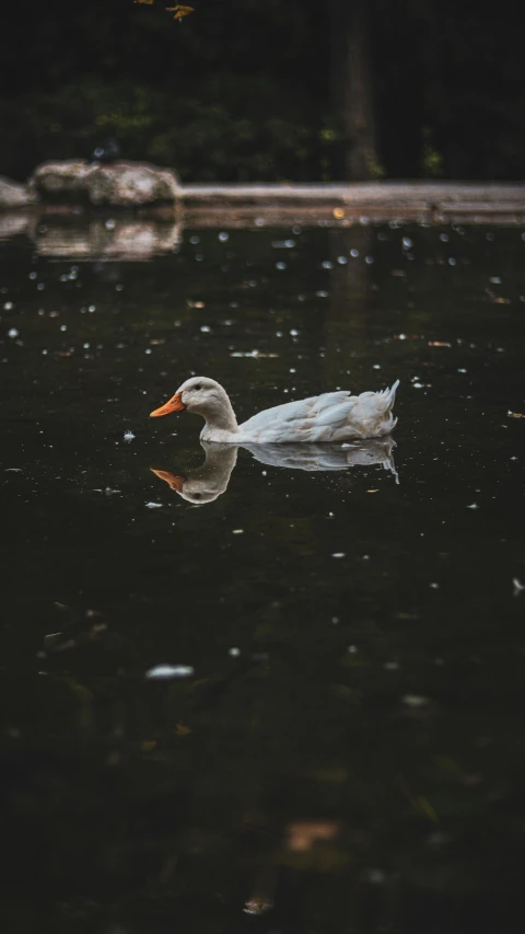 a duck swims in a dark water pond