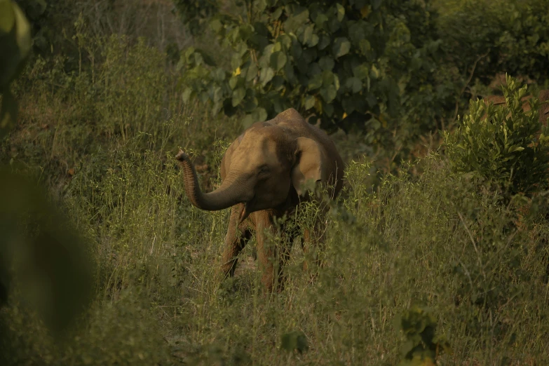 an elephant standing in tall green grass on a sunny day