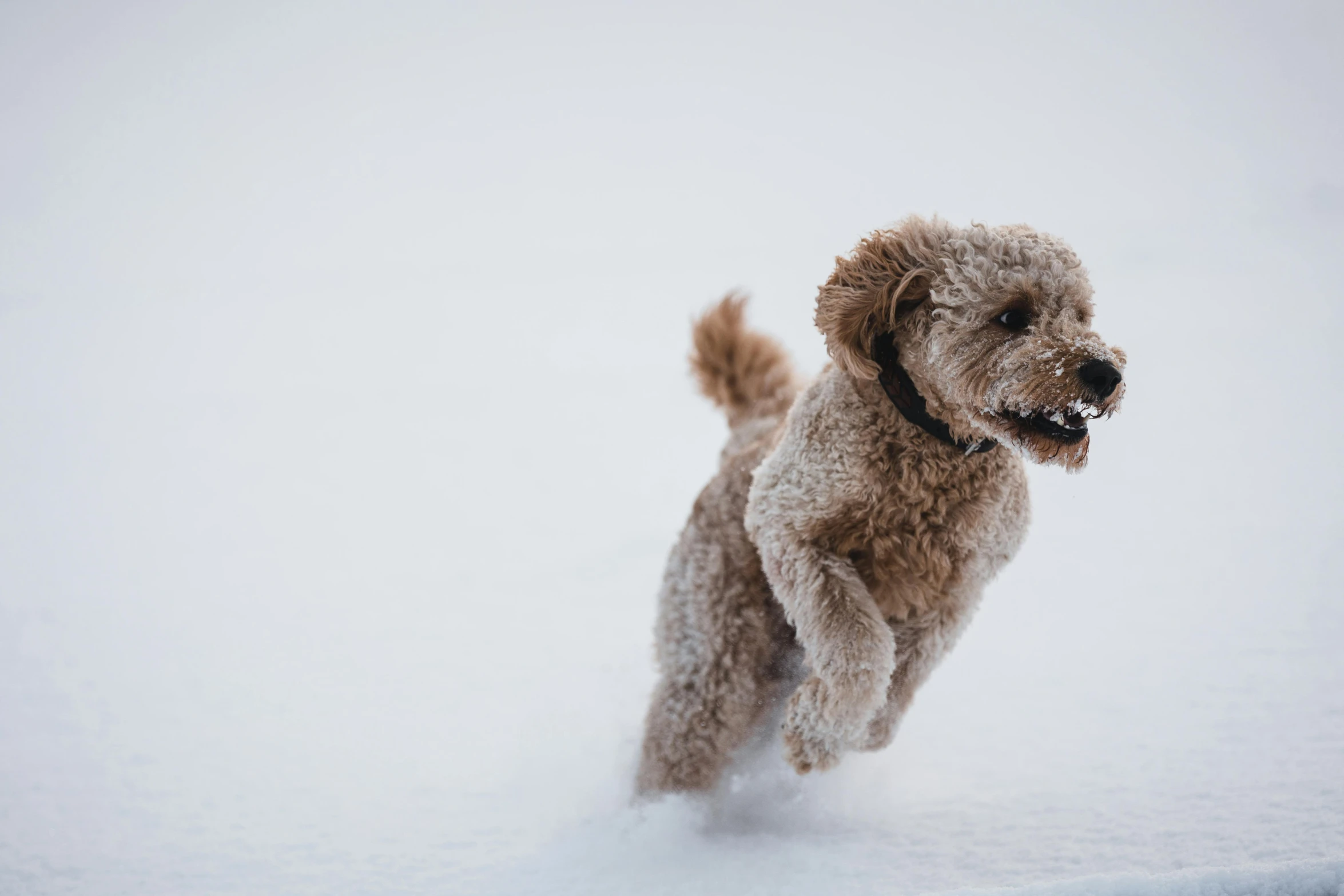 a dog runs through the snow with its front paws in the air