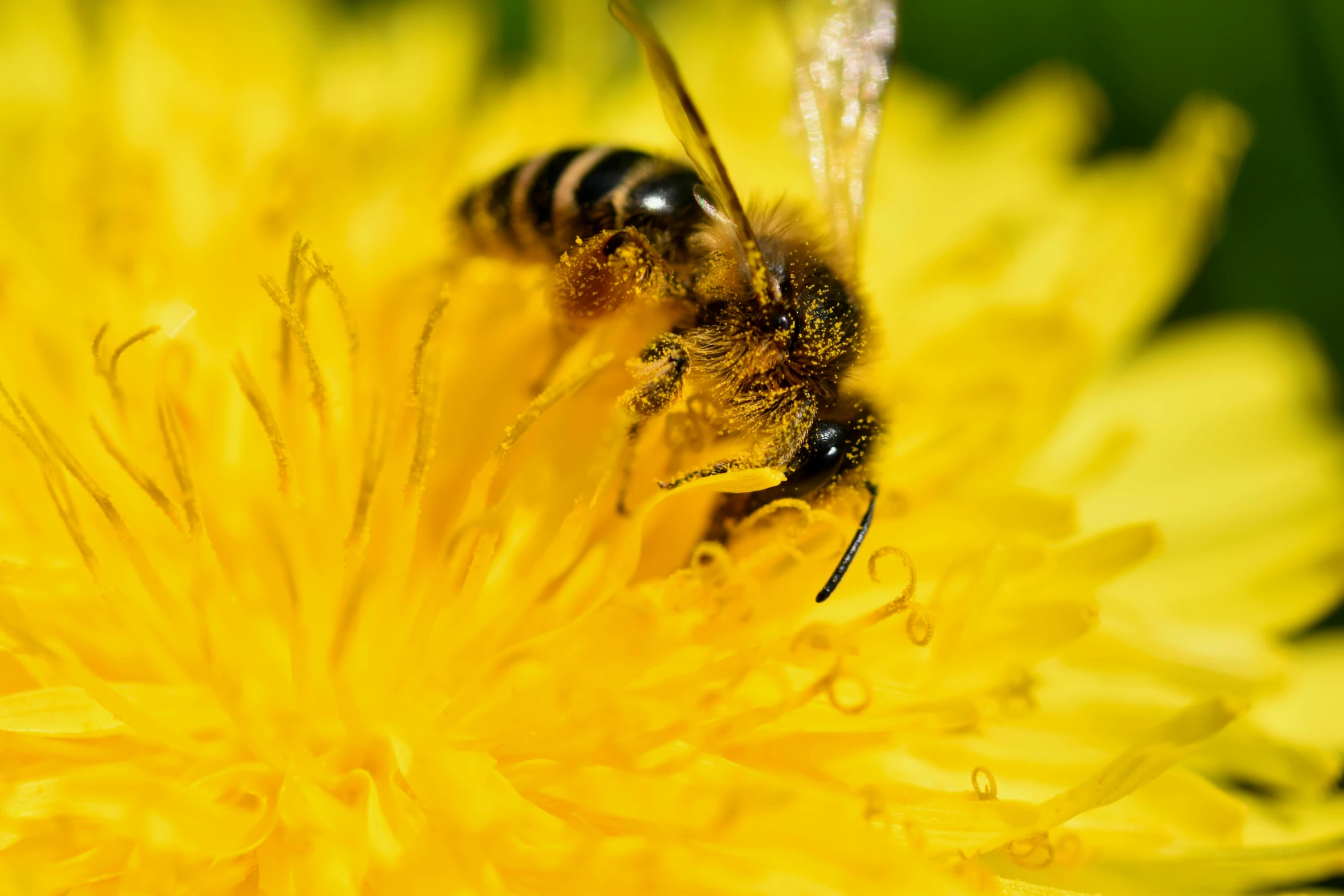 a close up image of a bee collecting pollen