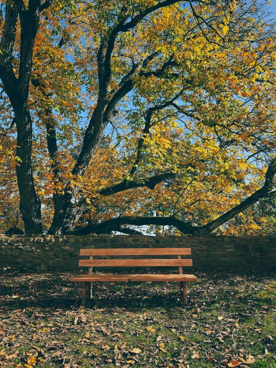 a park bench sitting underneath a big tree filled with leaves