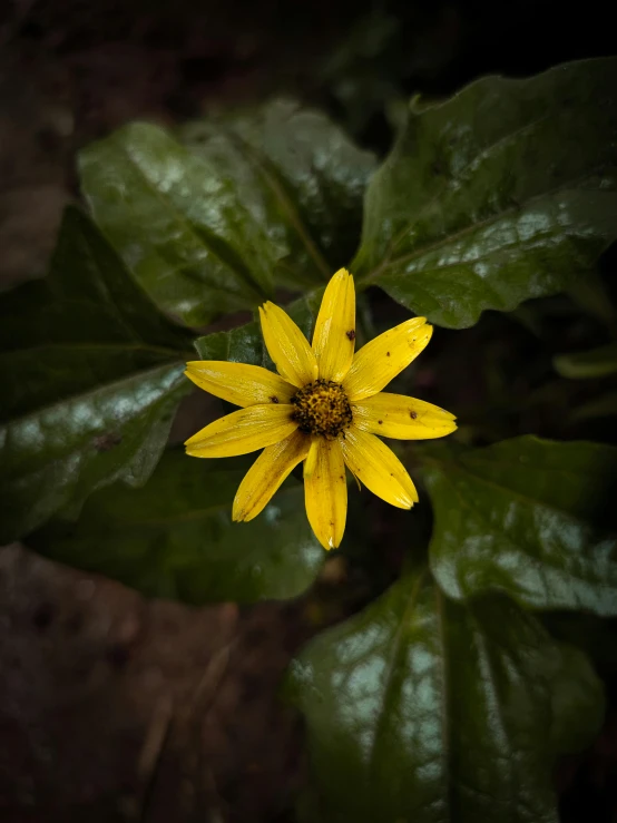 a small yellow flower that is on top of green leaves