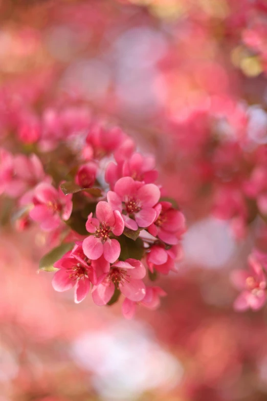 a group of pink flowers hanging off of a nch