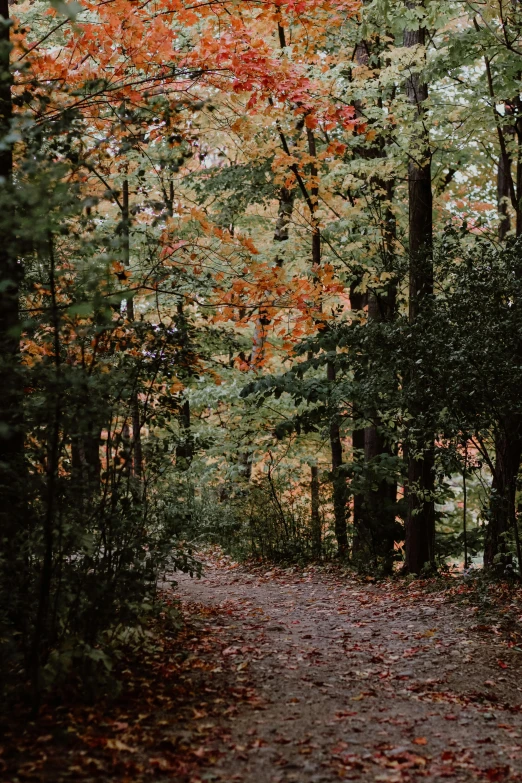 a path in the middle of a forest surrounded by leaves