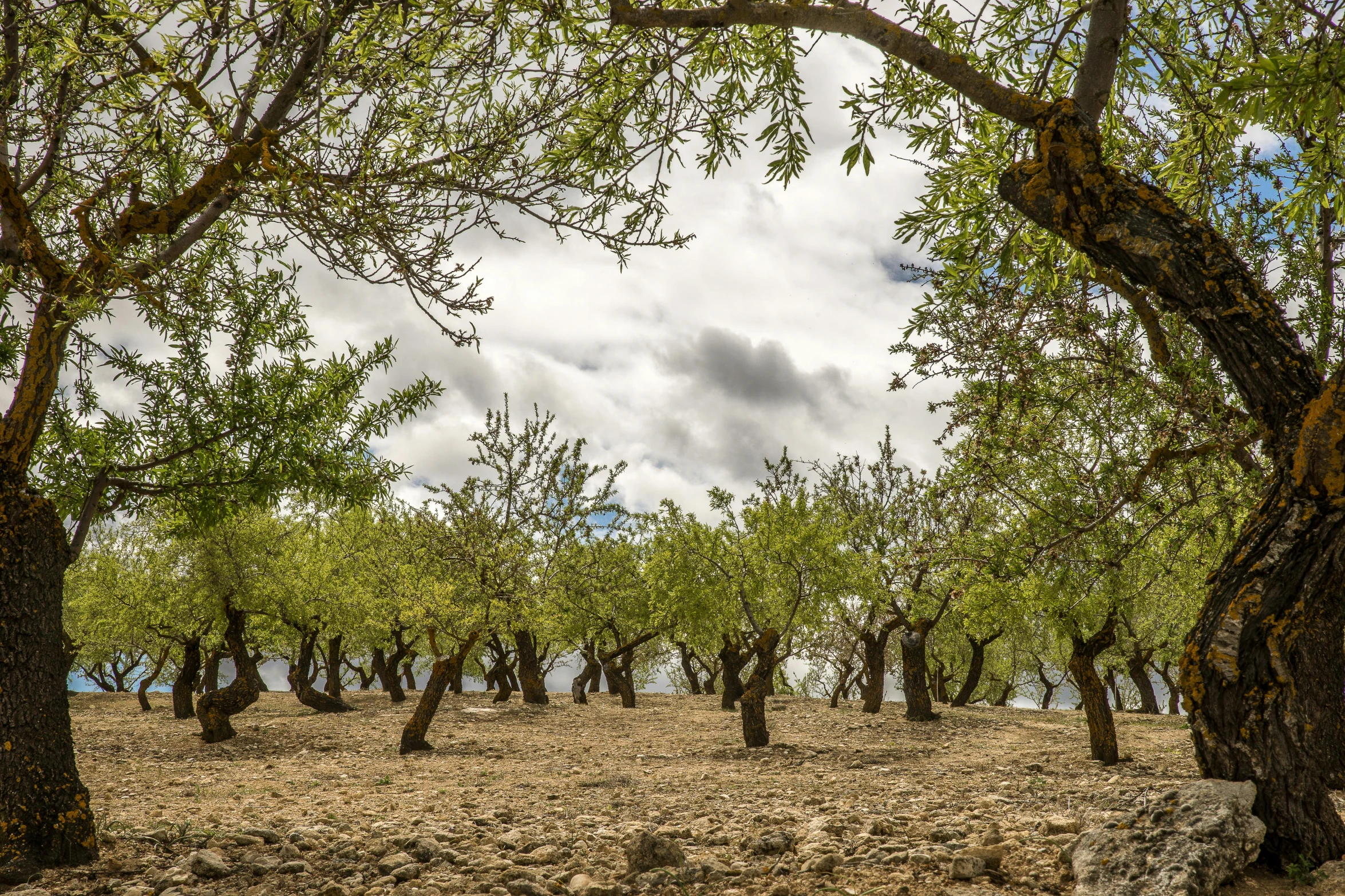 a large group of green trees on a dirt ground