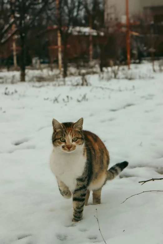 a cat walking through the snow covered ground