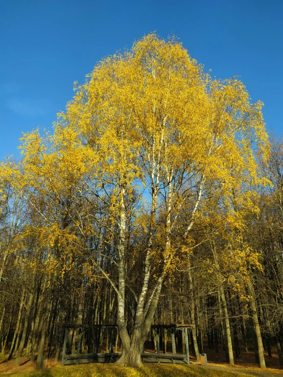 the tree in the park is yellow and has no leaves