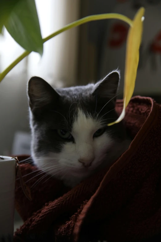 a cat in a robe sits next to a potted plant