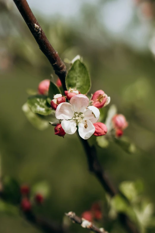 this is the blossom of a tree nch