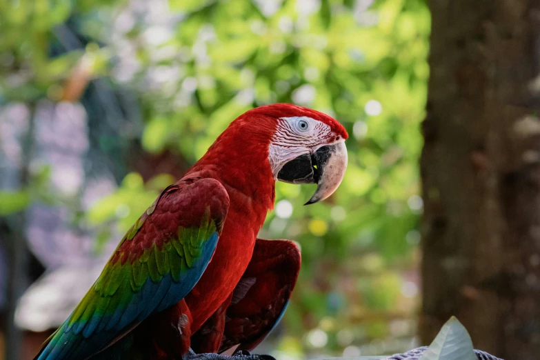 a colorful parrot is sitting on a palm tree