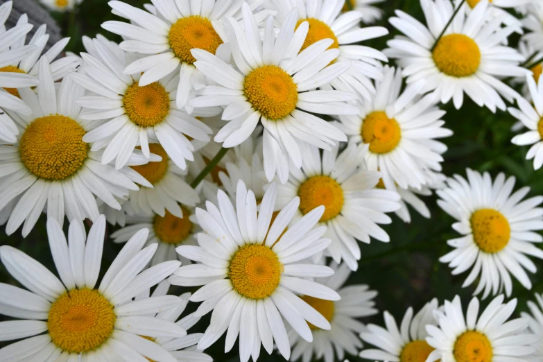 white and yellow flowers that are blooming in the sun