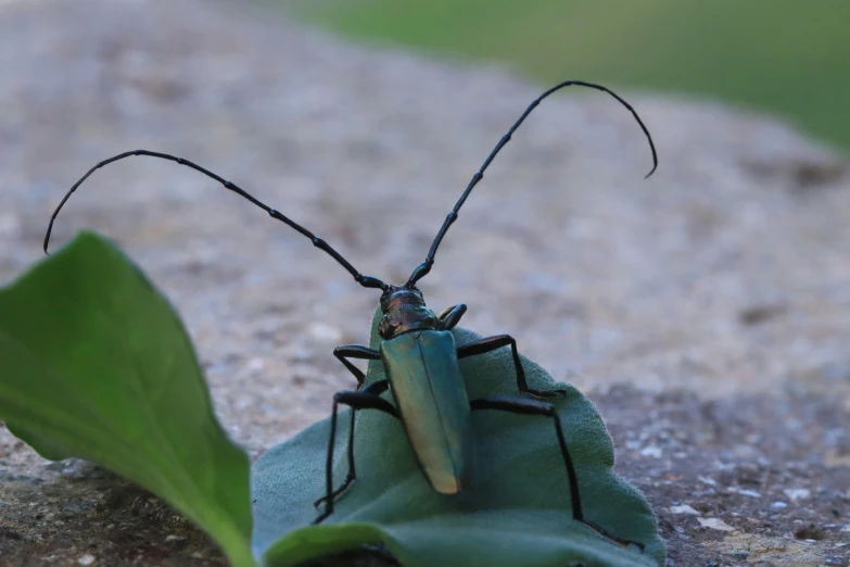 a bug on a green leaf sits on a rock