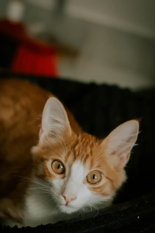 there is an orange cat sitting in a basket