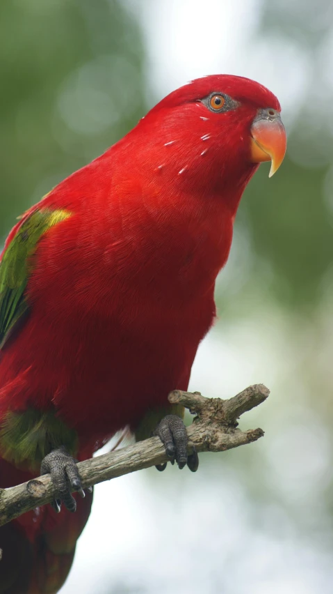 a red bird sits on the nch of a tree