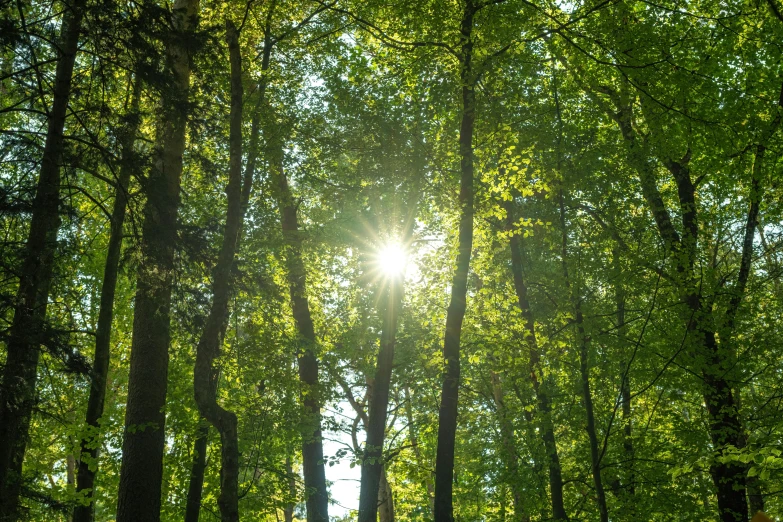 sunlight shining through trees in the park