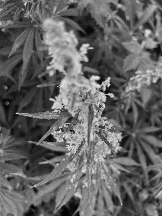 a picture of some flowers taken in a black and white po