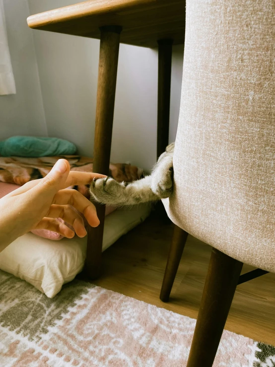 a cat playing with a wooden table and chair