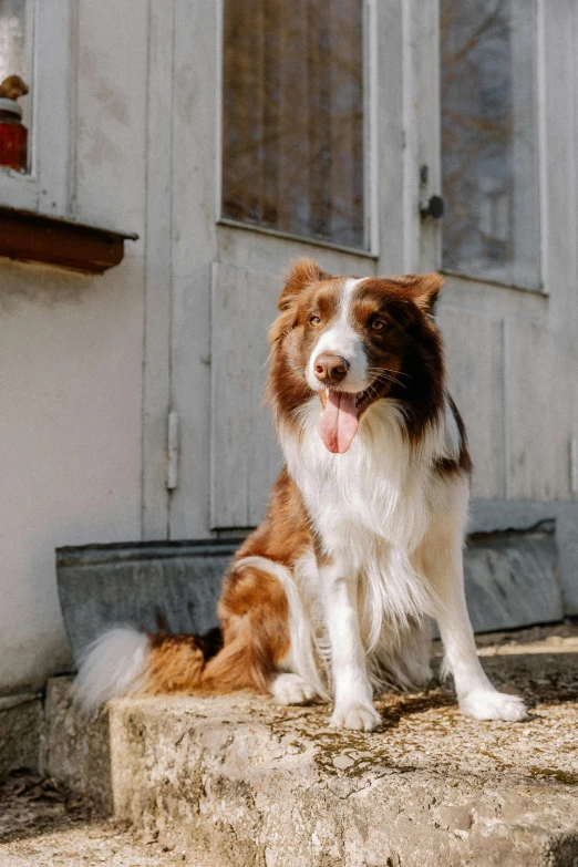 an adorable dog sitting on some cement steps