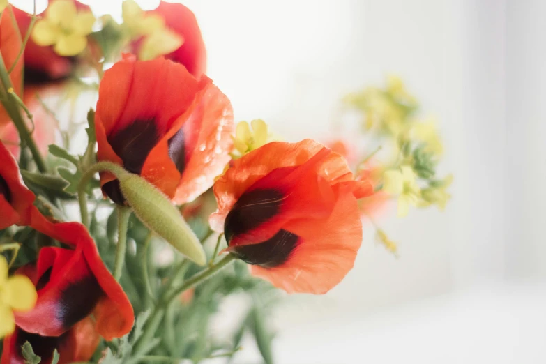 red flowers are growing from the stems on a plant