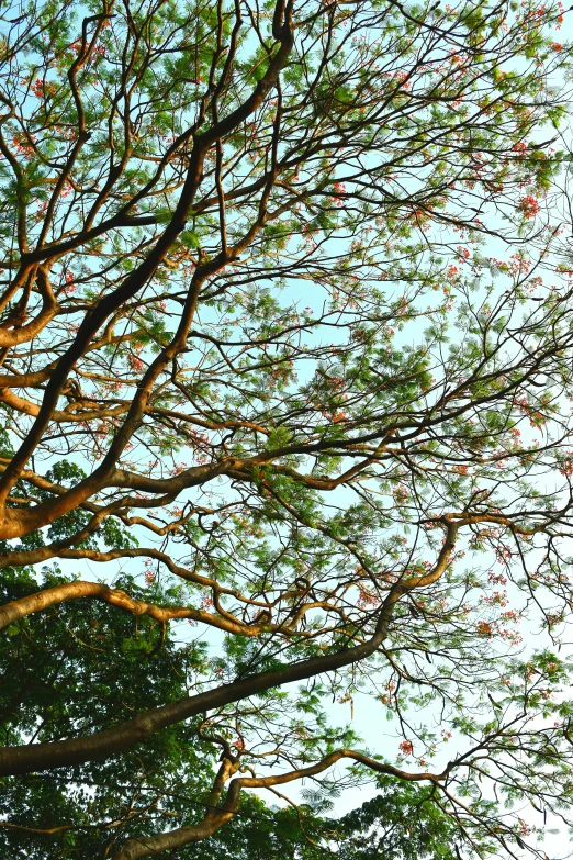 an airplane flies through the sky above some trees