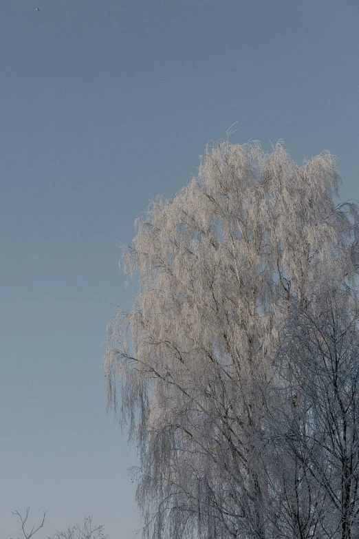 a snow covered tree with blue sky in background