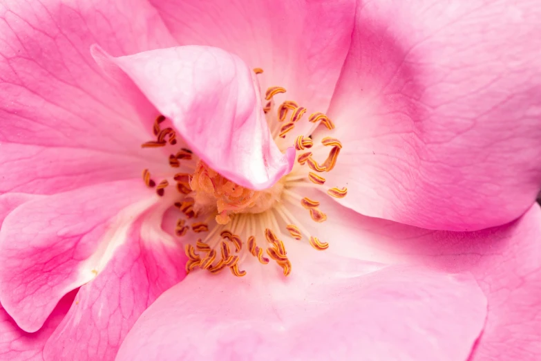 pink flower with white stamen, stamen and stamen stamen