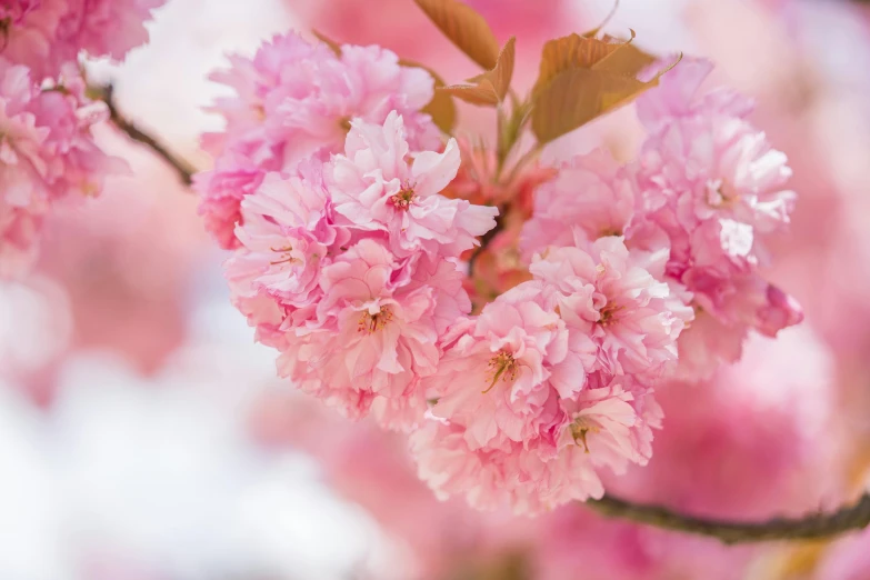 bright pink flowered tree nch with light red leaves