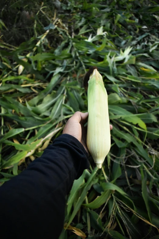 a hand holding a stalk of corn in the grass