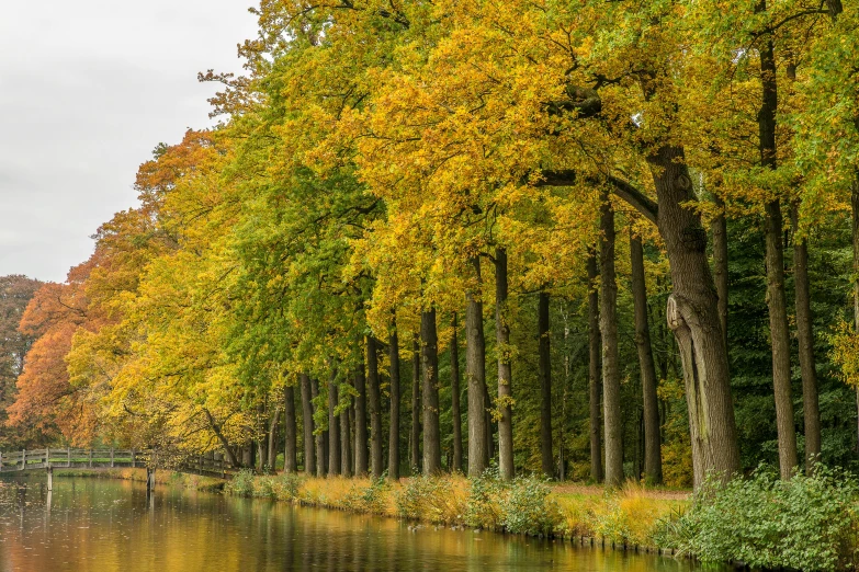 there are trees lining the side of a river