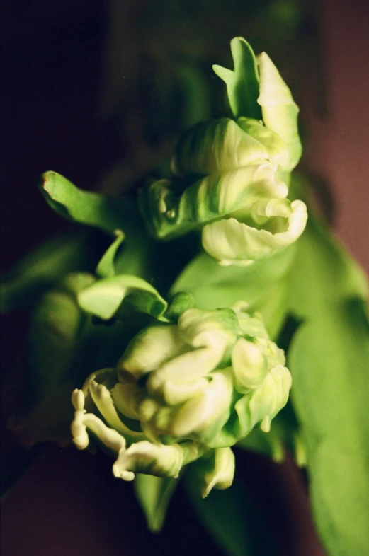 an up close s of a green flower