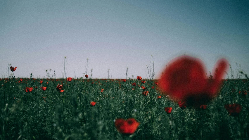 a red field that has lots of tall grass in it