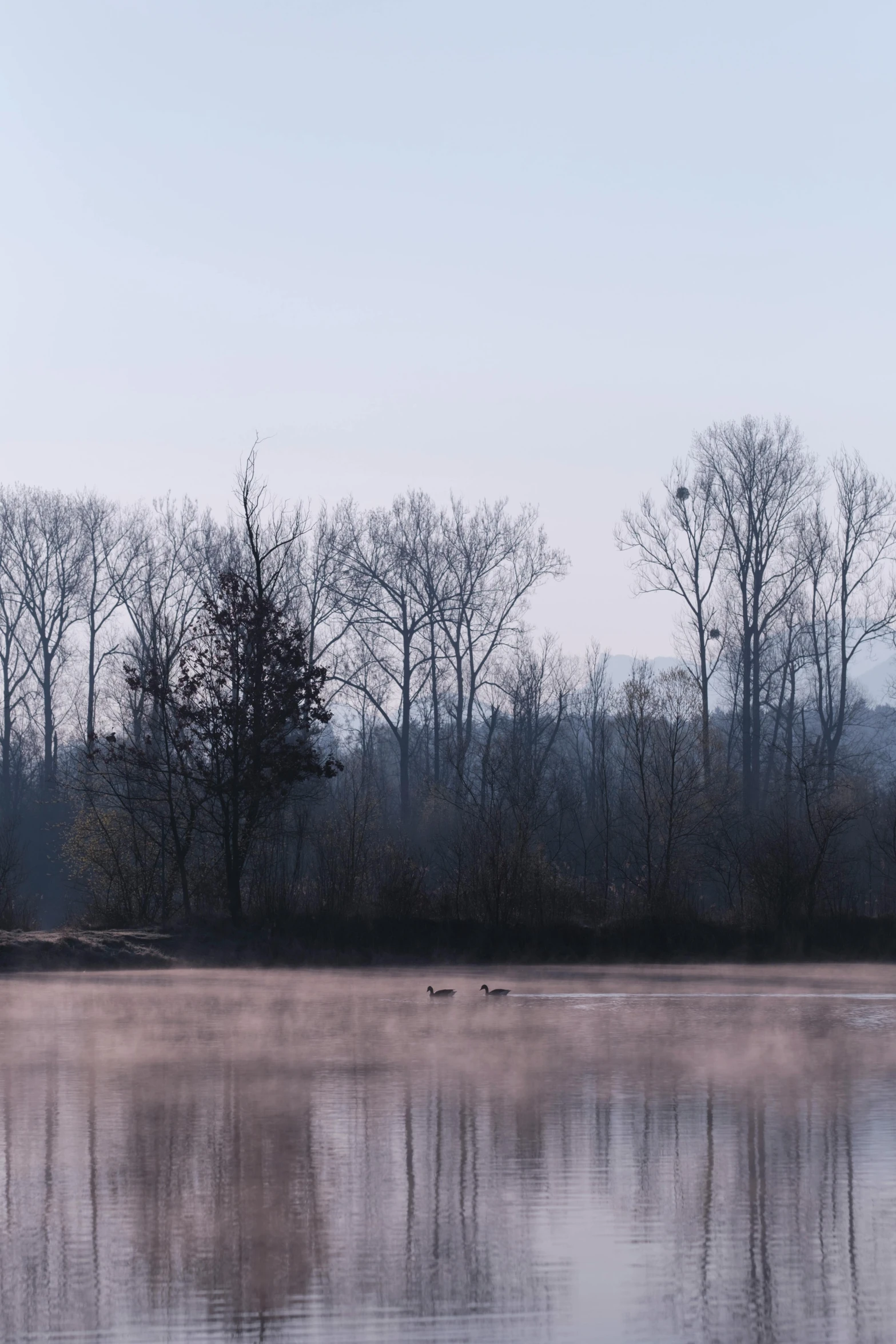 several birds are flying near the trees on a hazy day