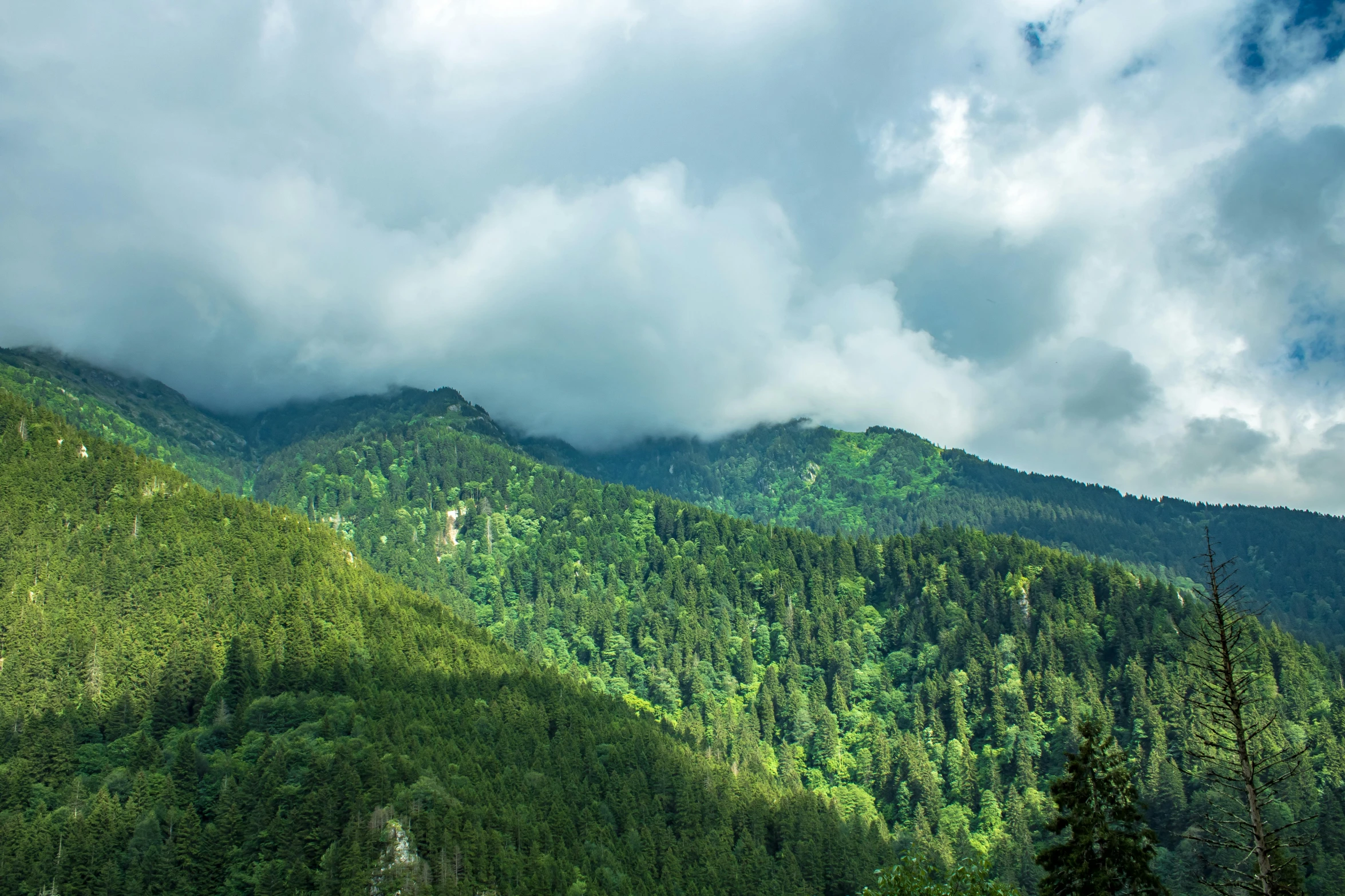 an area with many trees in the background, covered in grass and a cloud