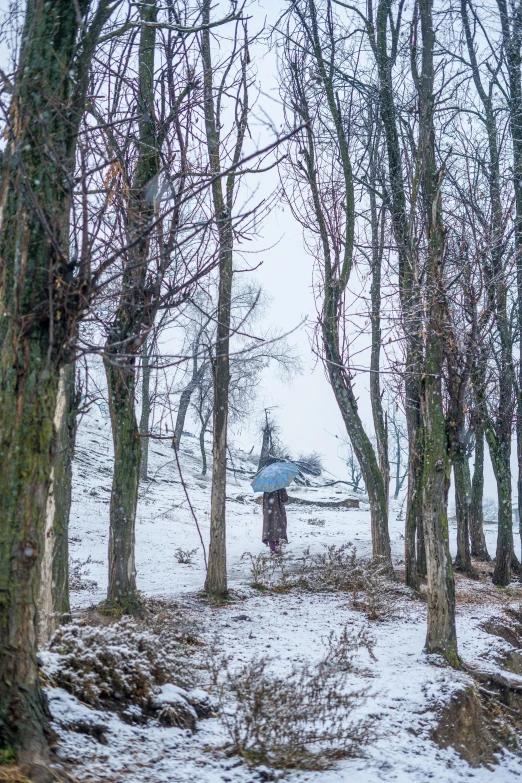 an area with snow and several trees on both sides of it