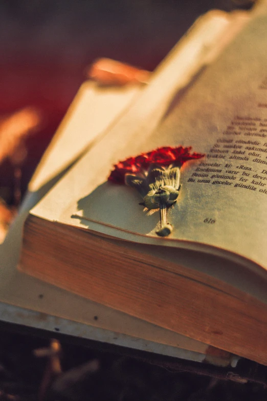 a flower laying on top of an open book