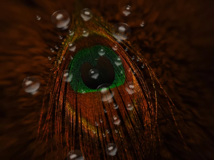 an open peacock feathers tail is displayed with drops of water