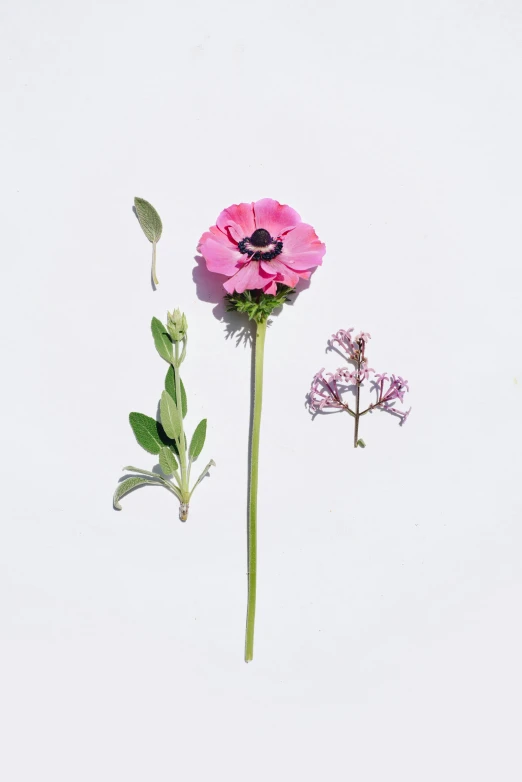 three different pink flowers with leaves and some pink erflies