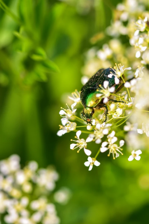 a green bug sitting on top of a white flower