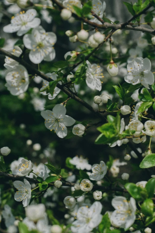 a bunch of small white flowers on a tree